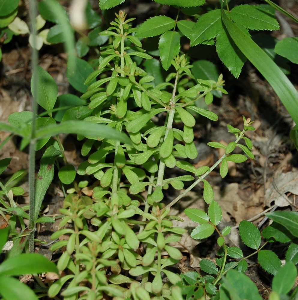Un po'' di Sedum